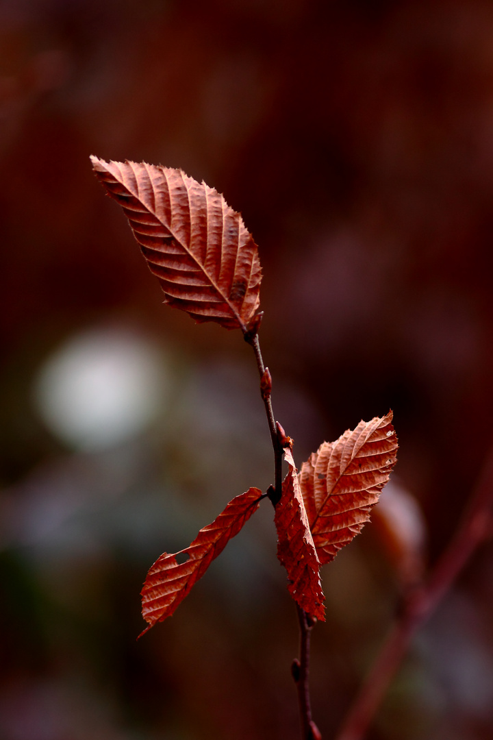 les vieilles feuilles