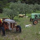 Les vieux tracteurs 