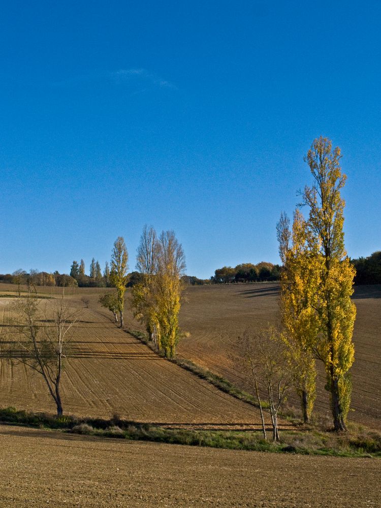 Les vigies de l’automne