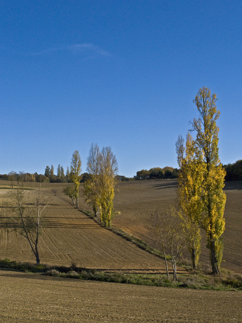 Les vigies de l’automne