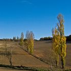 Les vigies de l’automne