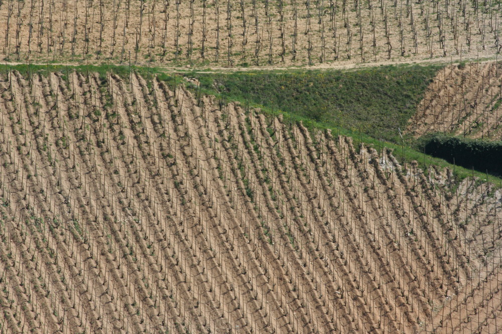 les vignes