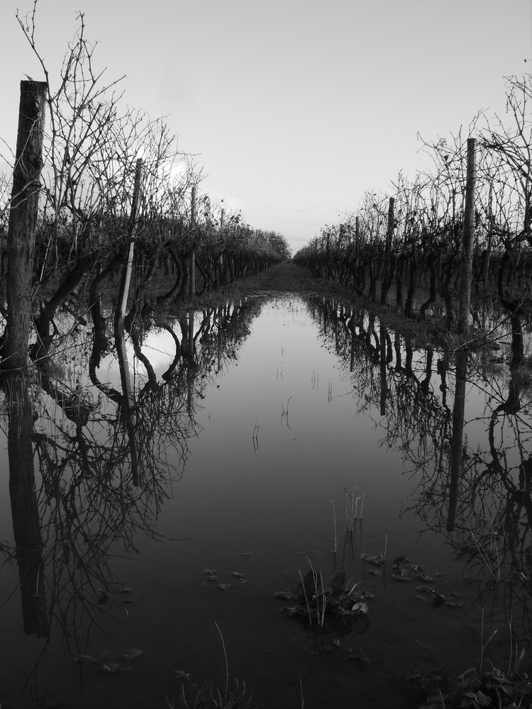 Les vignes