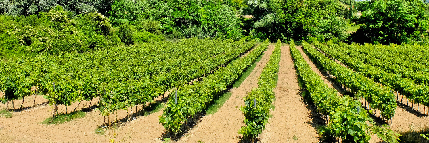 Les vignes