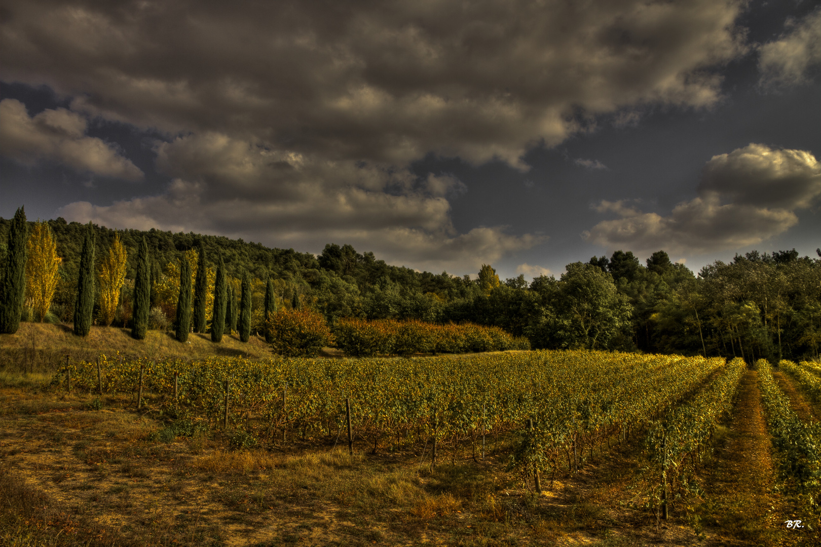 les vignes