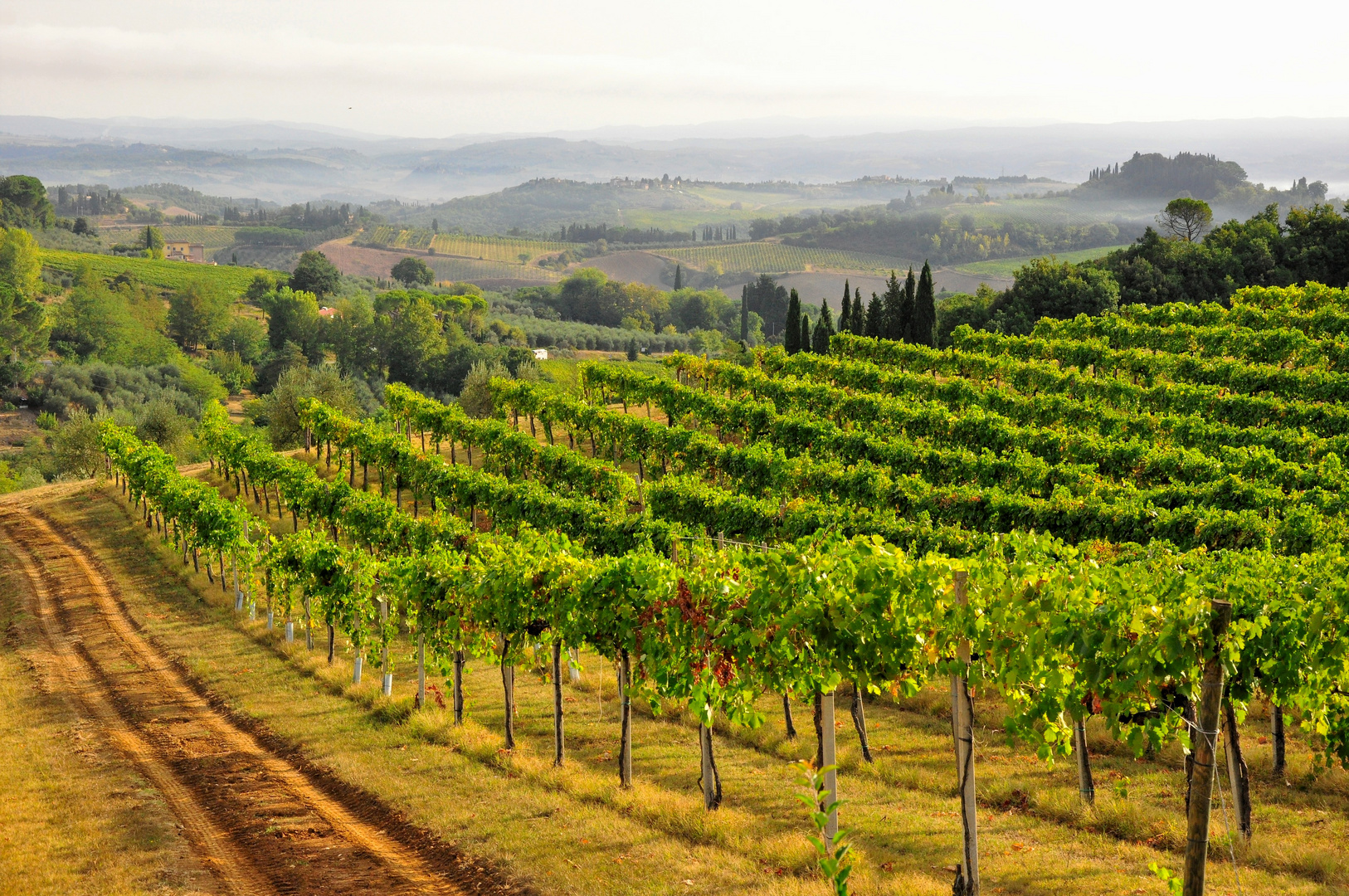 les vignes