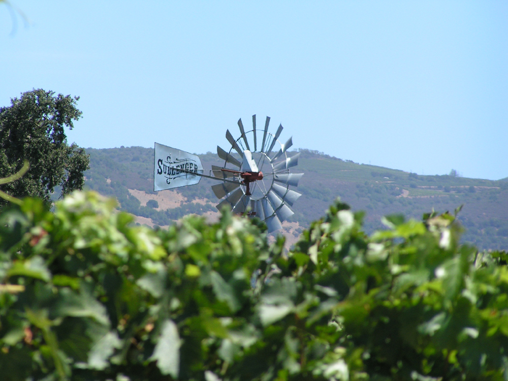 Les vignes californiennes