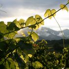 les vignes d' Irouleguy (pays basque)