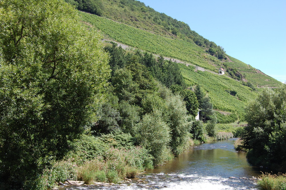 les vignes d'Alsace