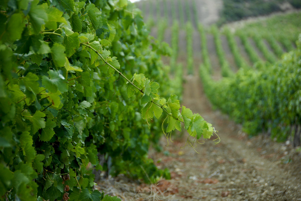 Les vignes dans l'Hérault.