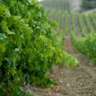 Les vignes dans l'Hérault.