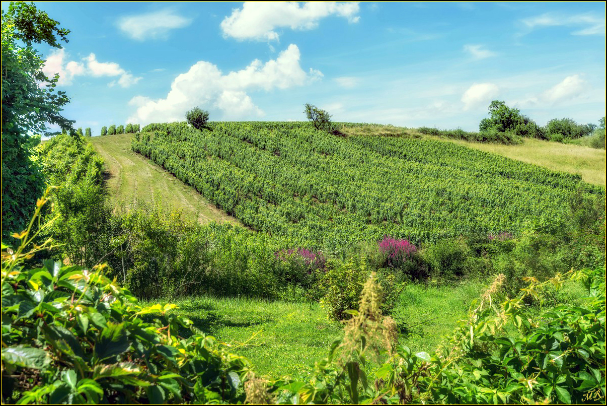 Les vignes d'Arbois