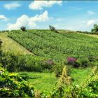 Les vignes d'Arbois