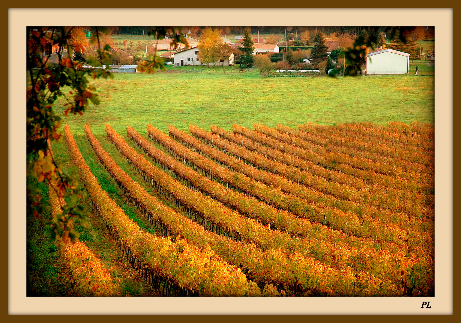 Les vignes