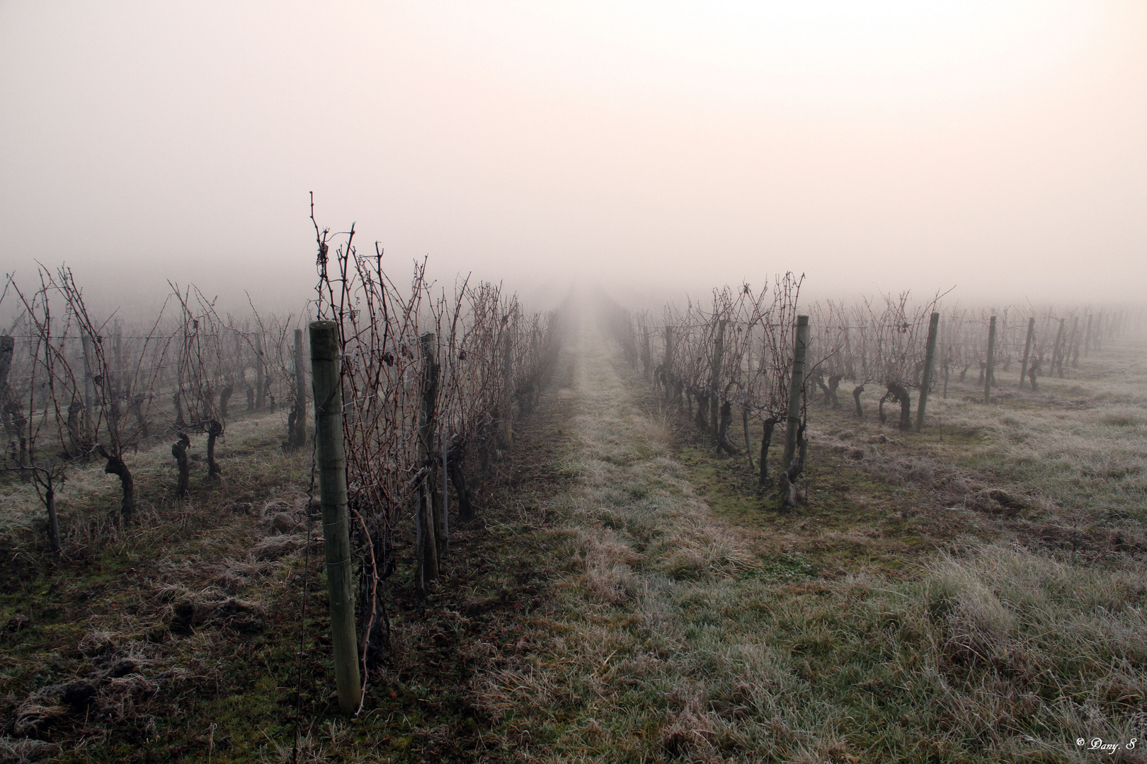 Les vignes de Buzet