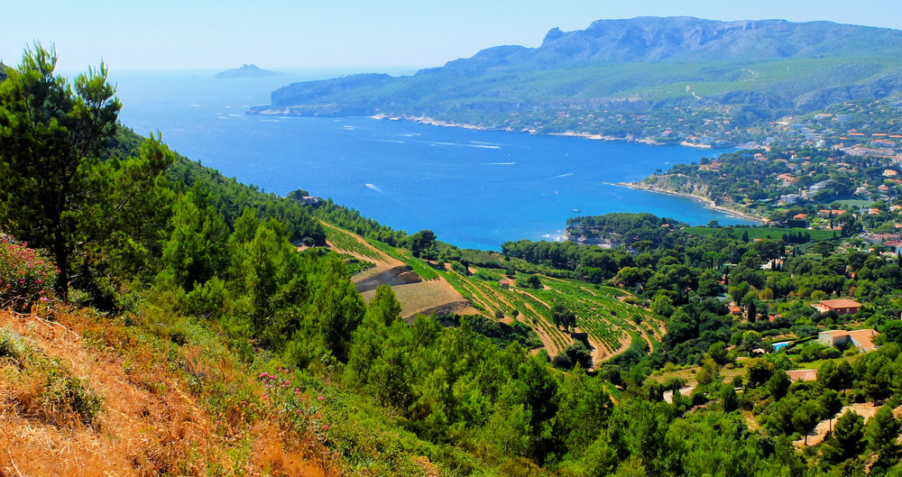 Les vignes de Cassis