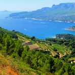 Les vignes de Cassis