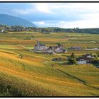 Les vignes de Jongieux