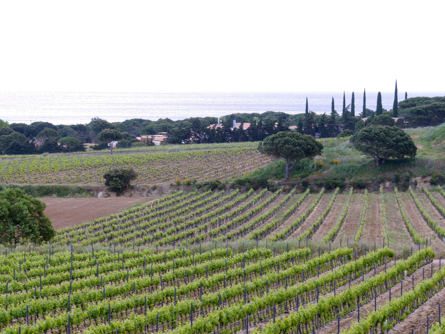 Les vignes de Ramatuelle 2