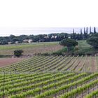 Les vignes de Ramatuelle 2