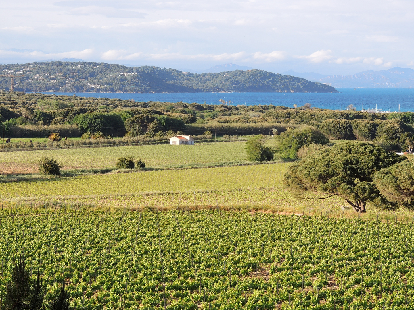 Les vignes de Ramatuelle