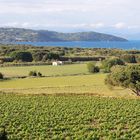 Les vignes de Ramatuelle