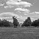 Les vignes du Château de Mons