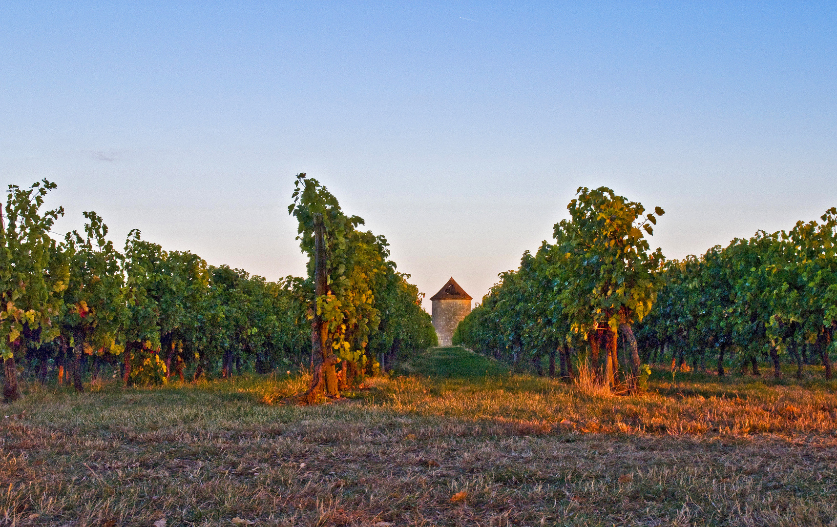  Les vignes du Château de Mons