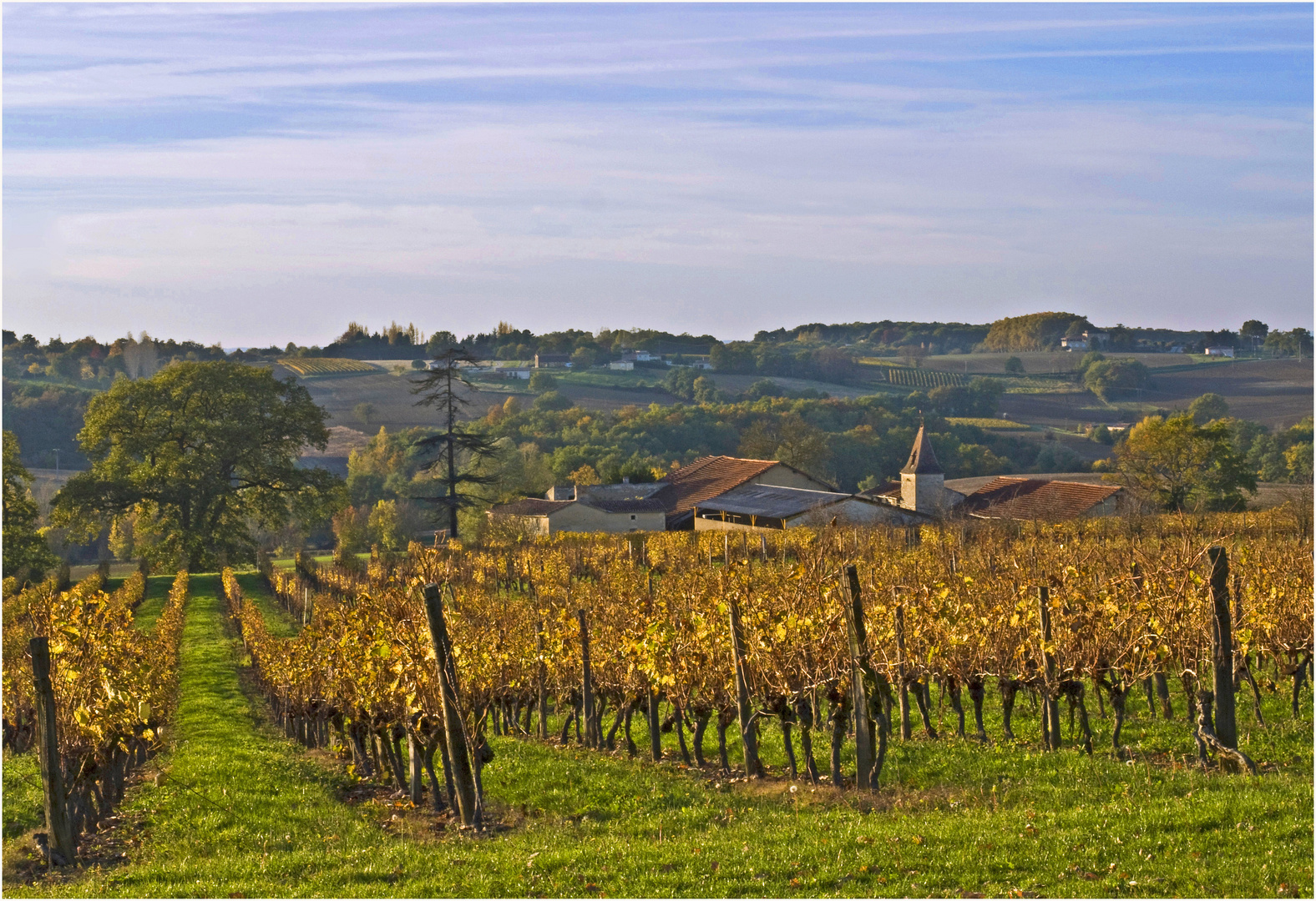 Les vignes du Château de Mons