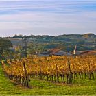 Les vignes du Château de Mons