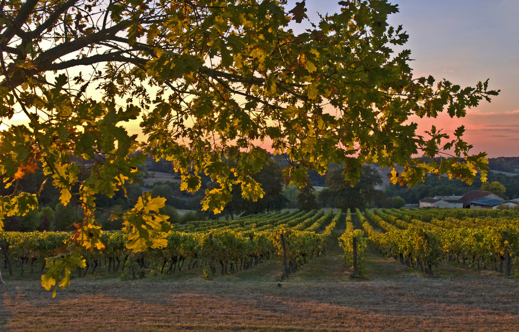 Les vignes du Château de Mons au coucher du soleil