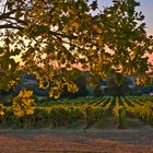 Les vignes du Château de Mons au coucher du soleil