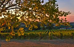 Les vignes du Château de Mons au coucher du soleil
