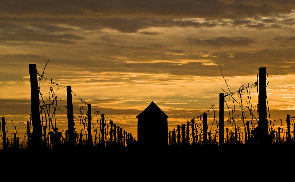 Les vignes du Château de Mons (Caussens) au lever du soleil