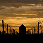 Les vignes du Château de Mons (Caussens) au lever du soleil