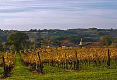 Les vignes du Château de Mons (Caussens) -- Die Weinberge des Château de Mons (Caussens)