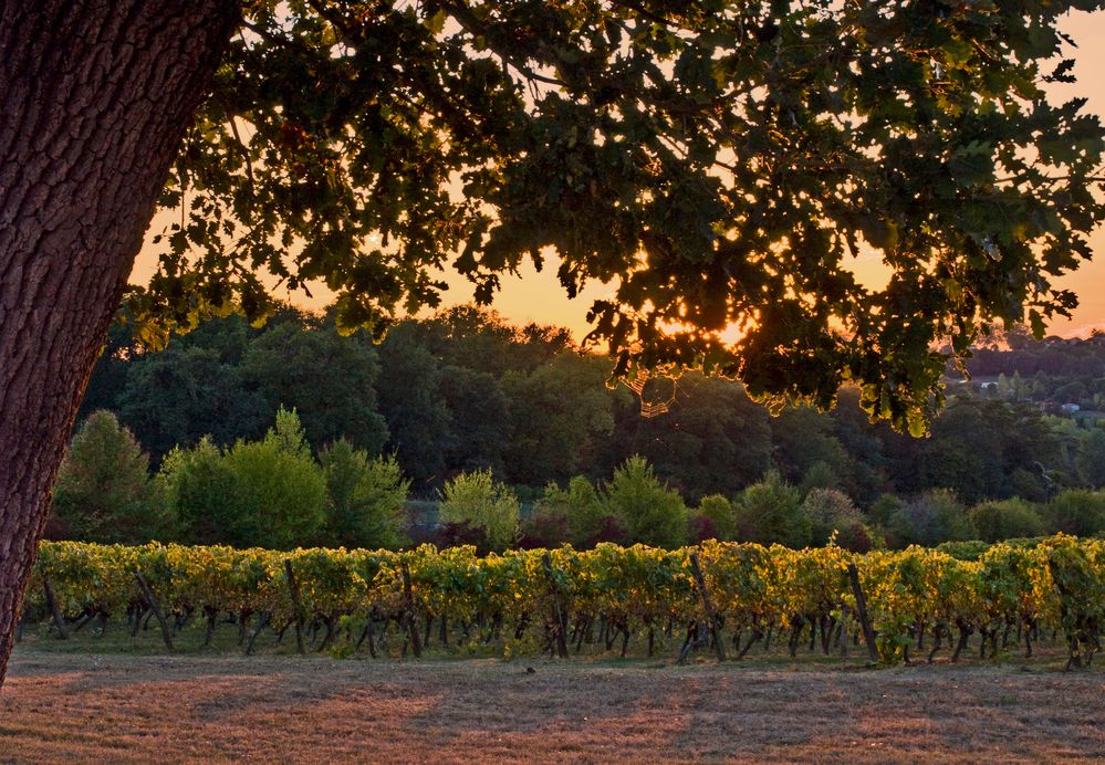 Les vignes du Château de Mons en début d’automne