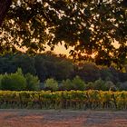 Les vignes du Château de Mons en début d’automne