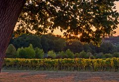 Les vignes du Château de Mons en début d’automne