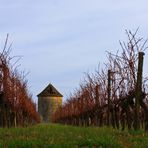 Les vignes du Château de Mons et le moulin à vent abandonné, en hiver.