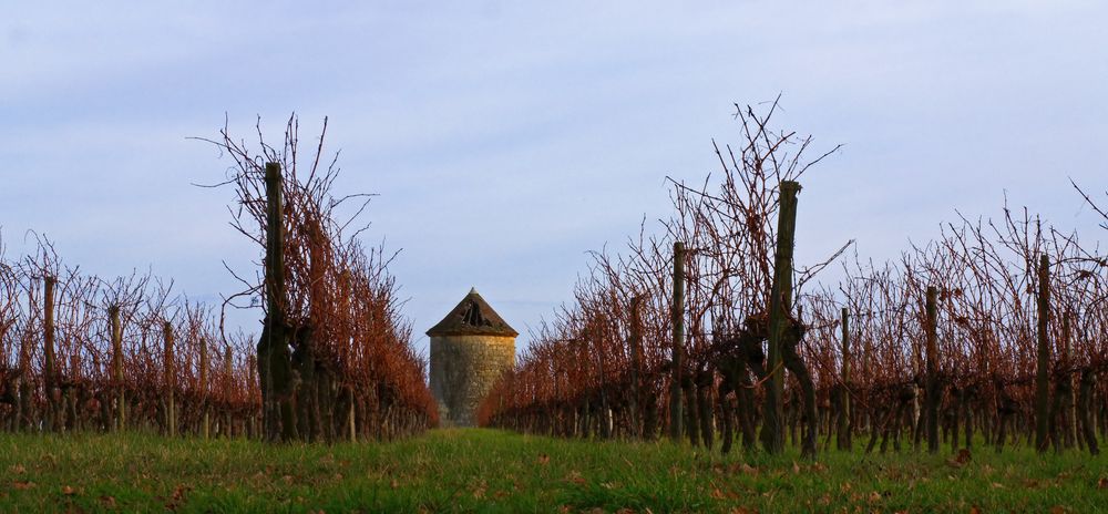 Les vignes du Château de Mons et le moulin à vent abandonné, en hiver.