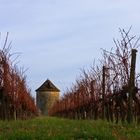 Les vignes du Château de Mons et le moulin à vent abandonné, en hiver.