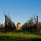 Les vignes du Château de Mons et le moulin abandonné à l’automne