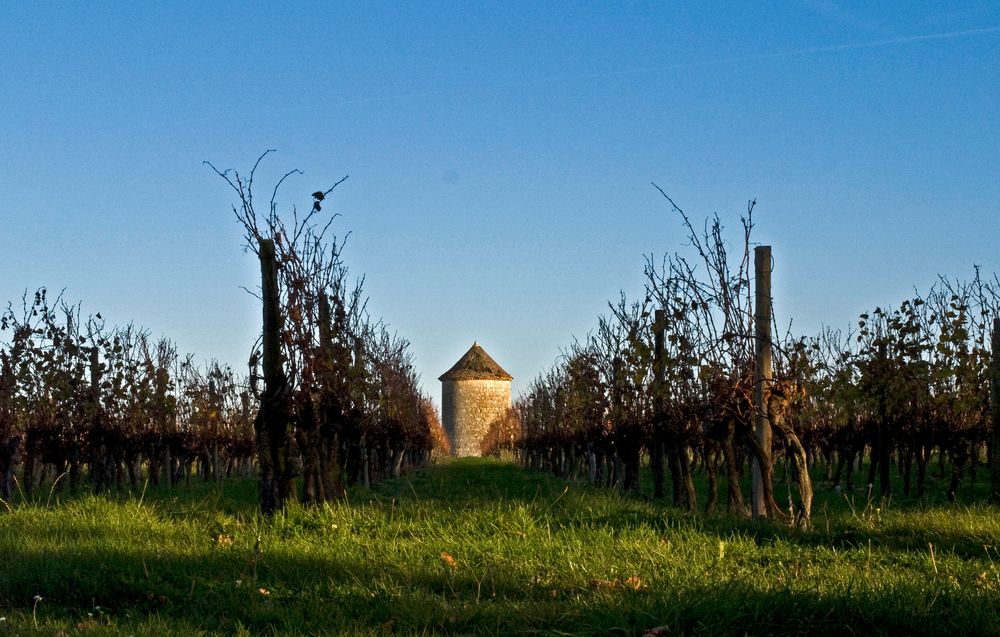 Les vignes du Château de Mons et le moulin abandonné à l’automne