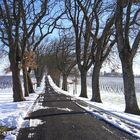 Les vignes du Château de Mons sous la neige -- Caussens, Gers