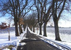 Les vignes du Château de Mons sous la neige -- Caussens, Gers