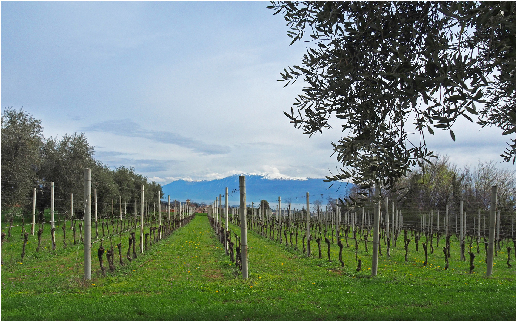 Les vignes du Lac de Garde et le Monte Baldo