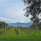 Les vignes du Lac de Garde et le Monte Baldo