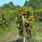 les vignes du médoc 