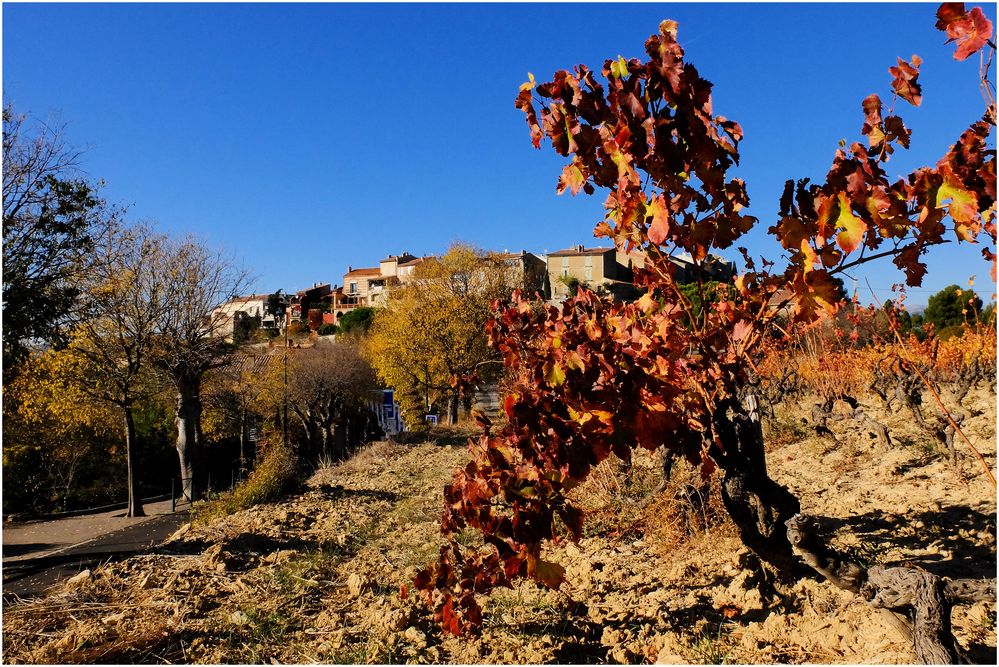 Les vignes du Seigneur.